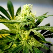 Cream Autoflowering Seeds