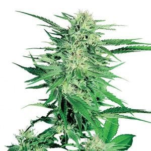 Northern Lights Strain Seeds
