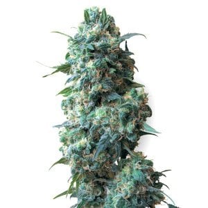 white-widow-autoflowering-marijuana-seeds