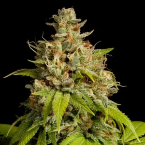 Durban Poison Feminized Seeds