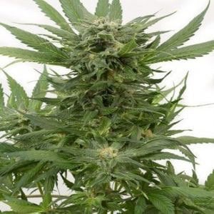 sour diesel