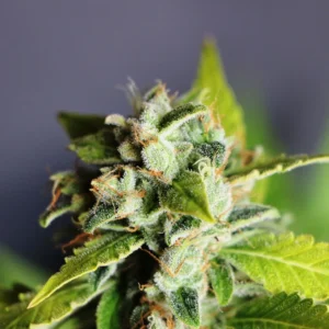 Blue Dream Autoflowering Feminized Seeds
