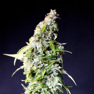 Gelato Feminized Seeds