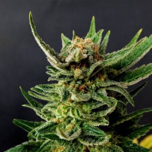 white widow