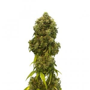 zkittlez