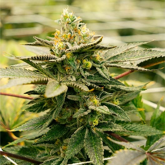 buy-premium-Autoflower-feminized-cannabis-Death-Star-Auto