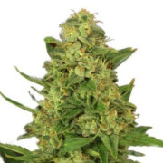 Dream Queen Autoflowering Seeds
