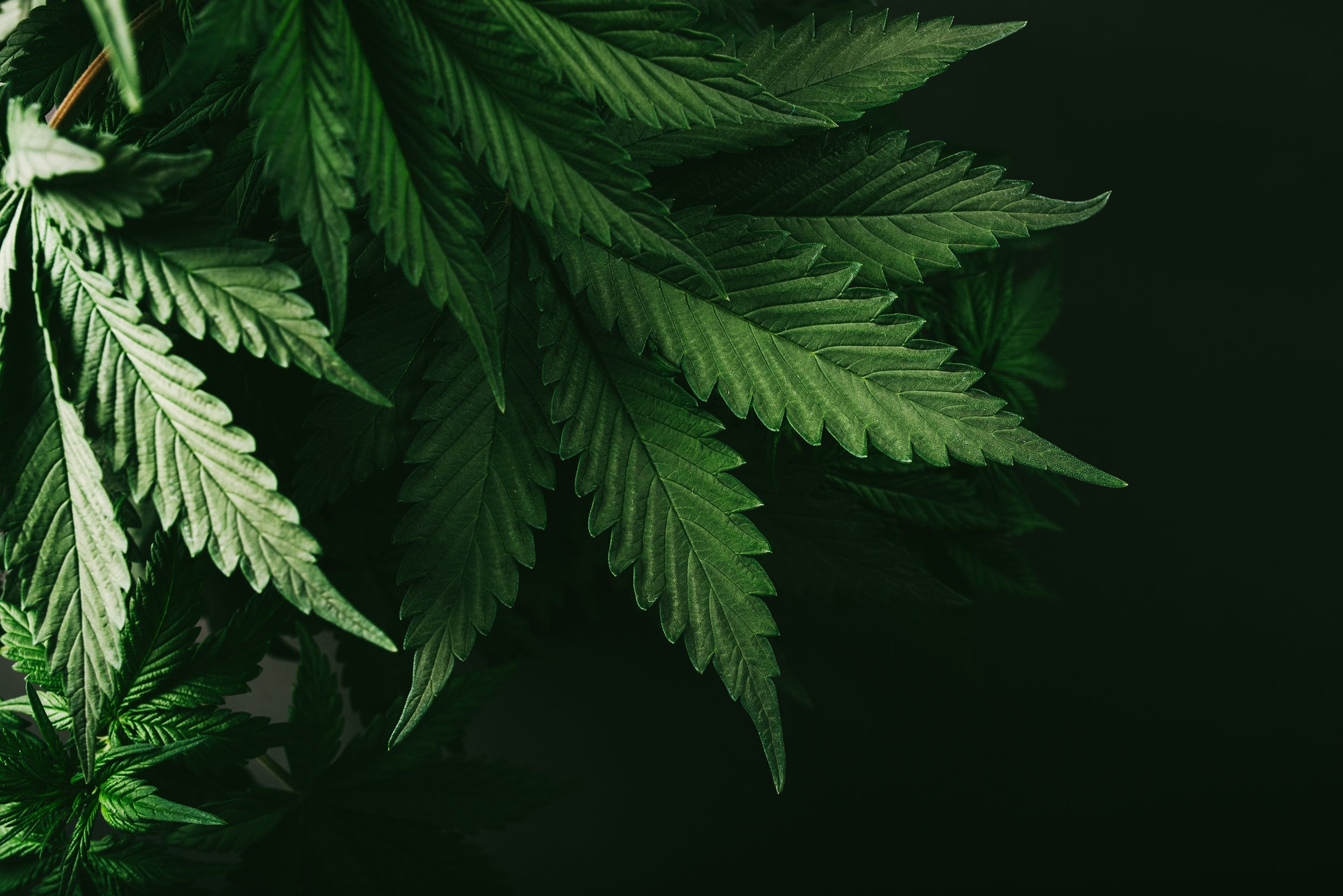 autoflowering cannabis seeds