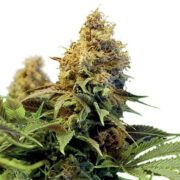 CBD PH Haze Feminized Seeds