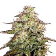 CBD Yummy Feminized Seeds