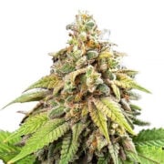 Galactic Jack Feminized Seeds
