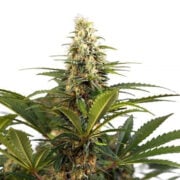 C4 Feminized Seeds