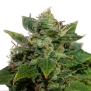 Deadhead OG Feminized Seeds