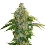 Jamaican Dream AutoFlowering Seeds