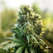 buy-premium-feminized-cannabis-Dark-Star-Seeds