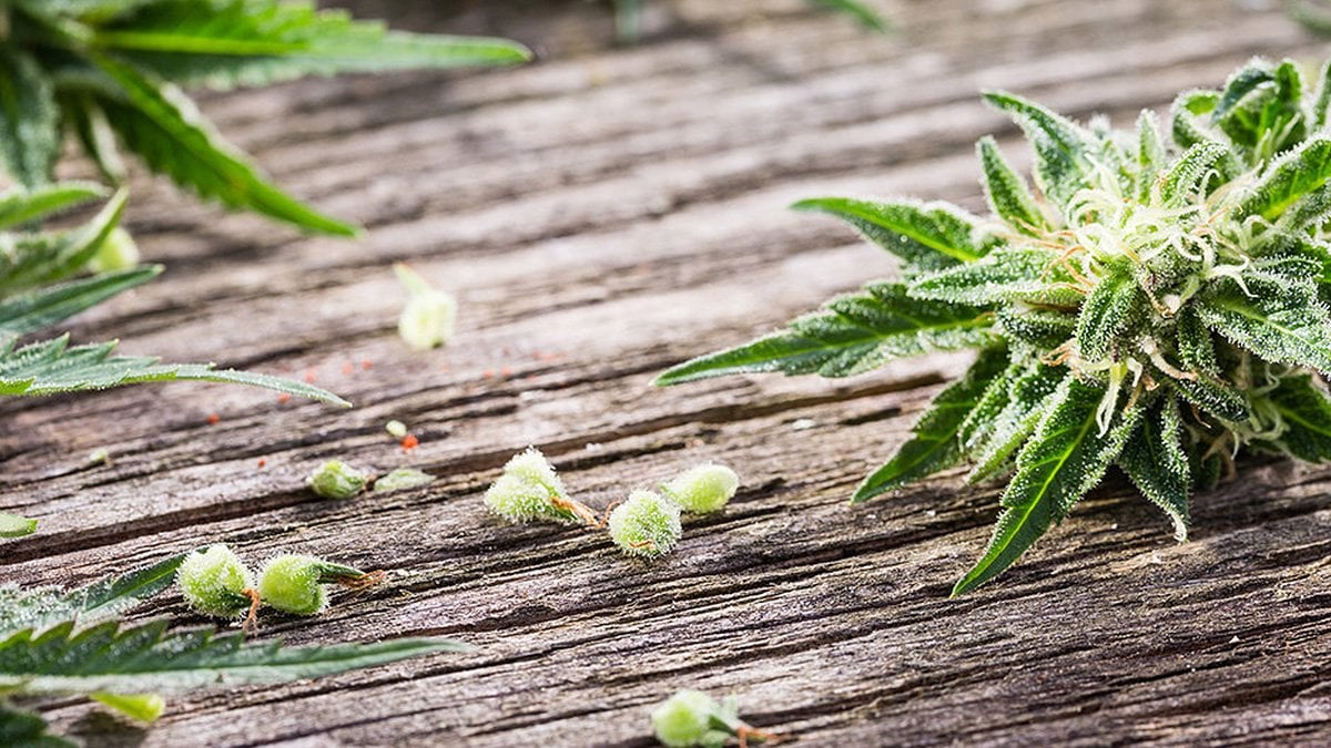 germinate-marijuana-seeds