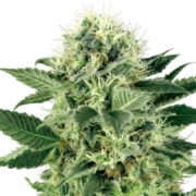 Cataract Kush AutoFlowering Seeds