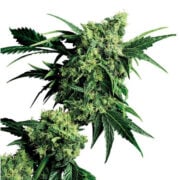 Goo Feminized Seeds