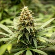 buy-premium-feminized-cannabis-Do-Si-Dos-Seeds