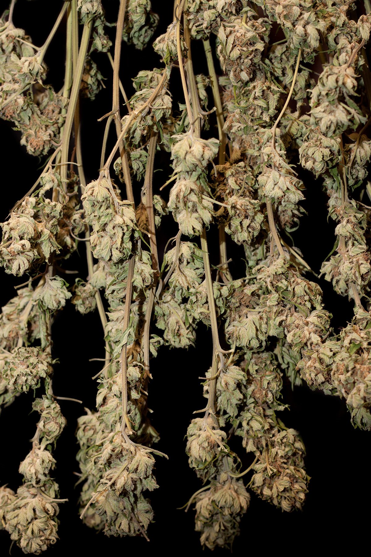 harvest-by-drying-marijuana