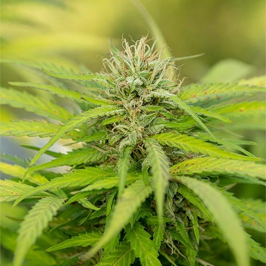 buy-premium-feminized-cannabis-Dutchberry-Seeds