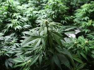 Buy Seeds in Newfoundland