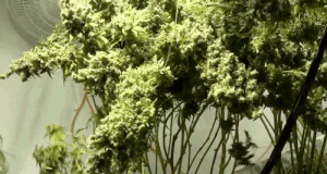 Marijuana Plants Growing 