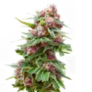 Anesthesia Feminized Seeds