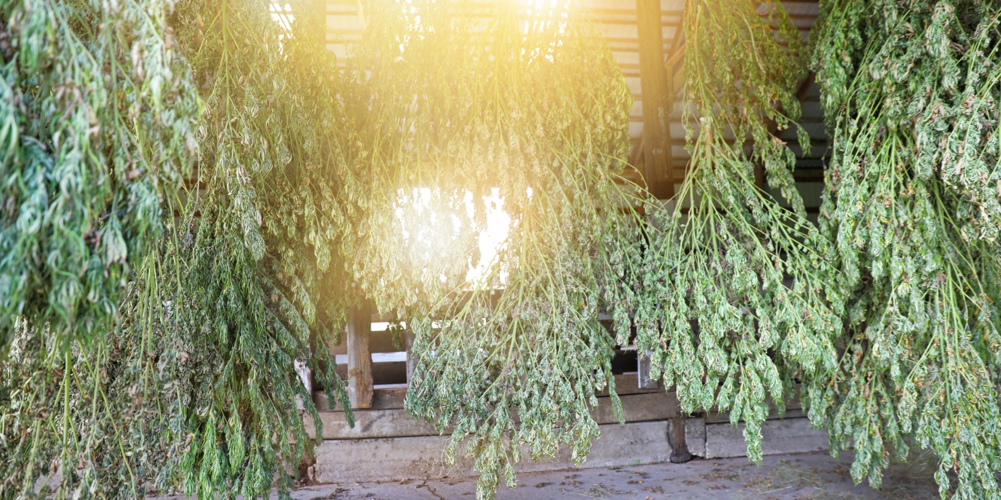 benefits of growing marijuana