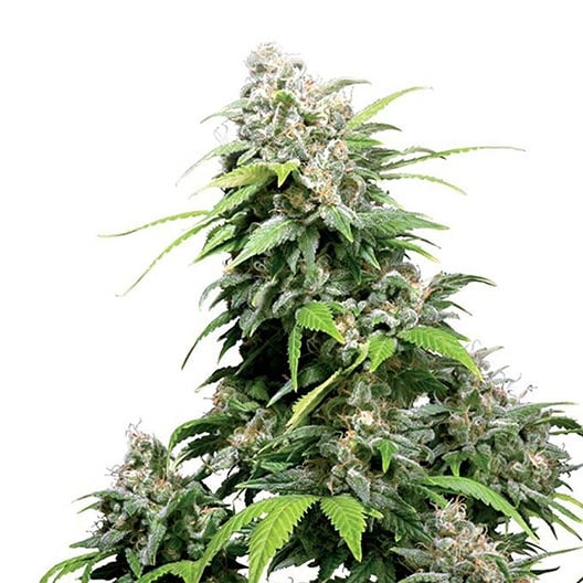 buy-premium-feminized-cannabis-El-Chapo-OG-Seeds