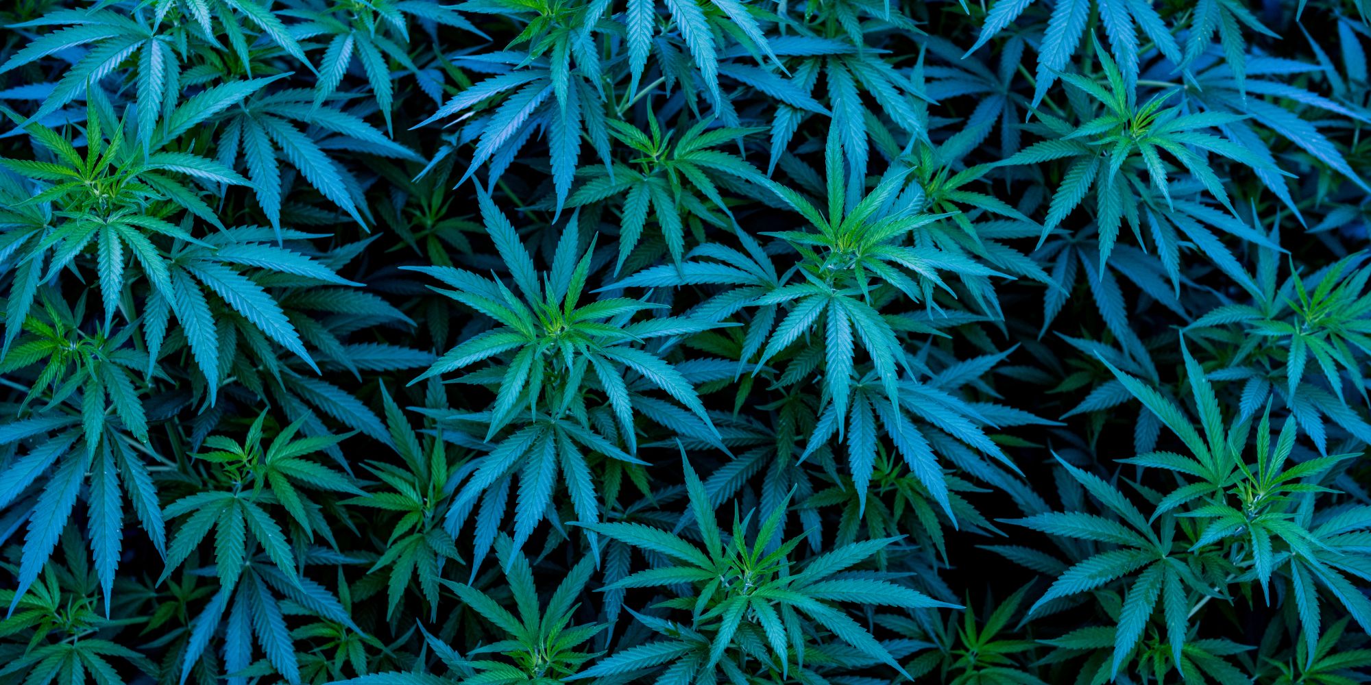 facts about marijuana