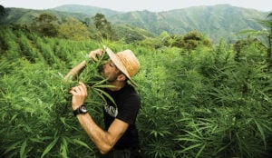 buy Buy Marijuana Seeds in British Columbia