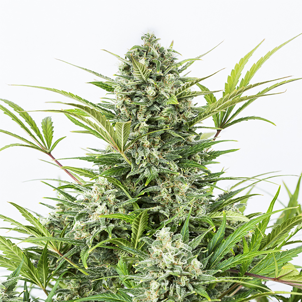 Afghan Hawaiian Autoflowering Feminized Marijuana Seeds Pacific Seed Bank