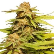 Buy Chem D.O.G. Feminized Seeds