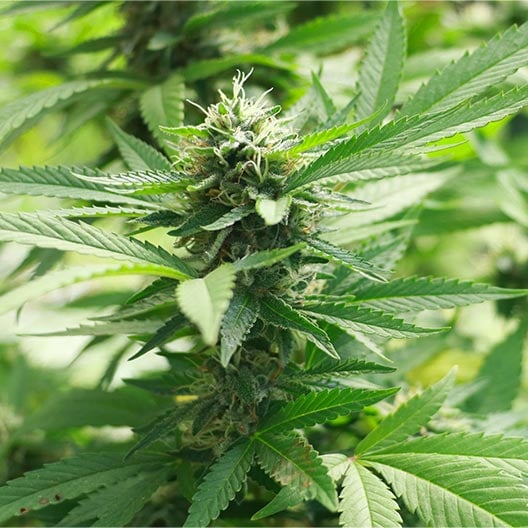 buy-premium-Autoflower-feminized-cannabis-Faygo-Red-Pop-Auto