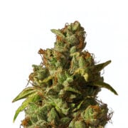 Buy Mt. Rainier Feminized Seeds