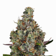 Buy Paris XXX Autoflowering Feminized Seeds