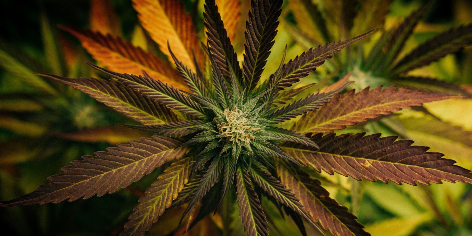 Diet Weed