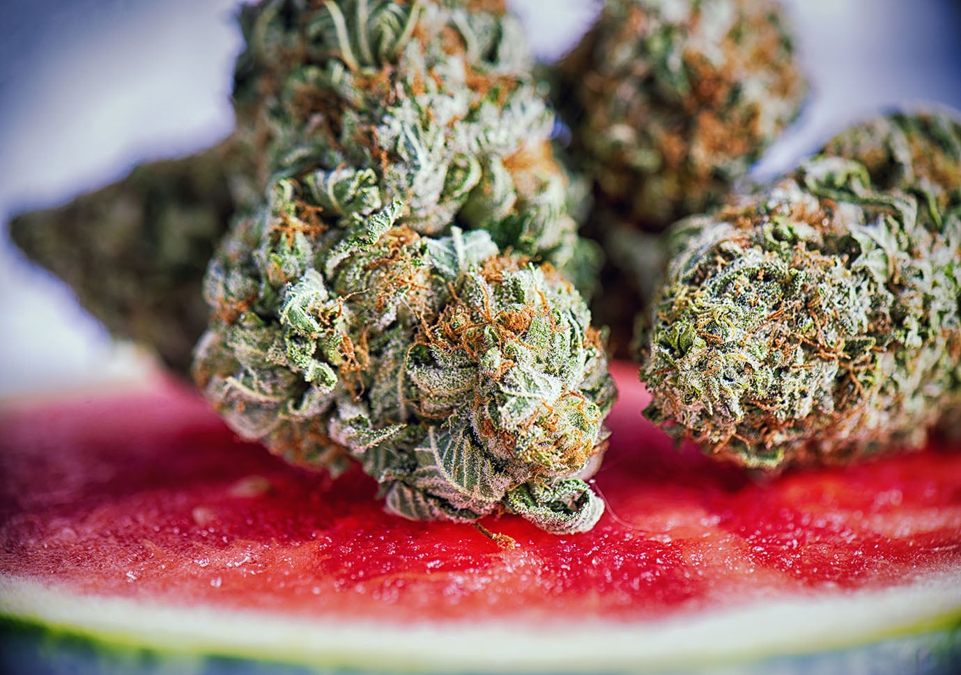 shop Buy Marijuana Seeds in Ohio
