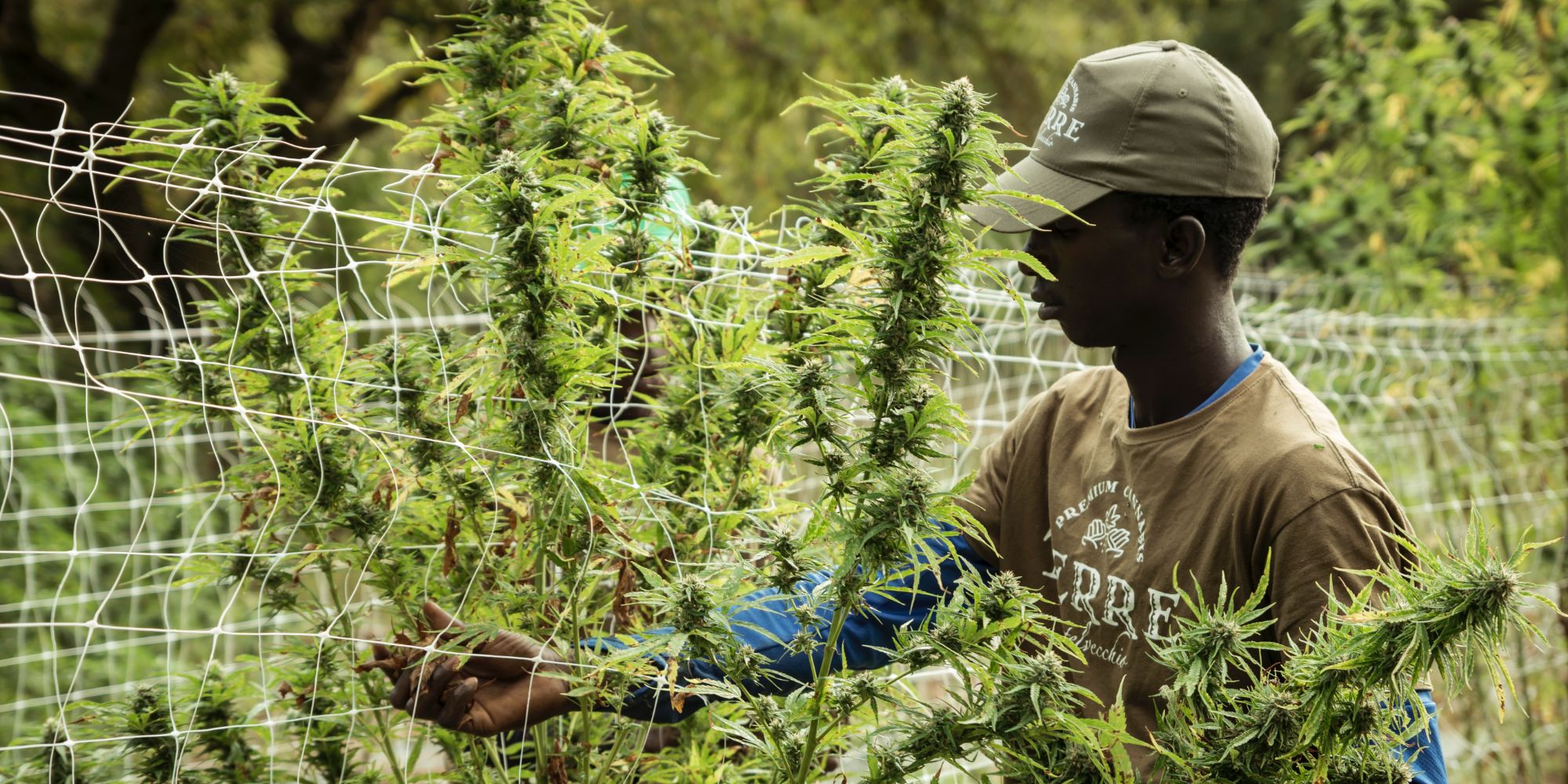 Marijuana Industry