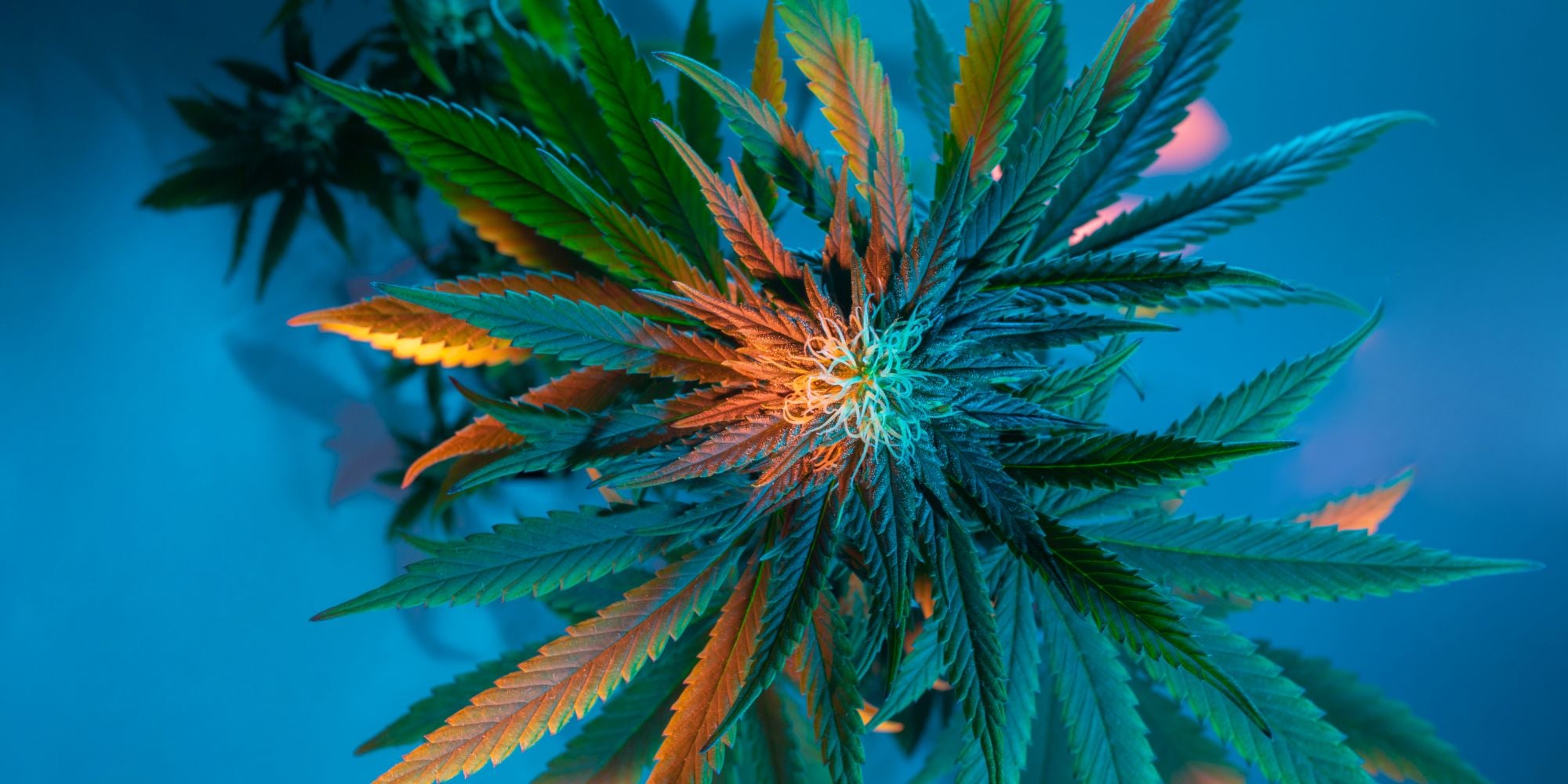 Marijuana Culture