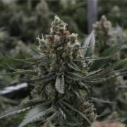 buy-premium-feminized-cannabis-Blue-Jay-Way-CBD-Seeds