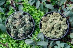 order Buy Marijuana Seeds in Idaho