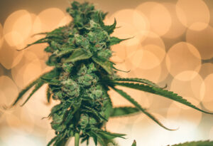 on sale Buy Marijuana Seeds in Newfoundland