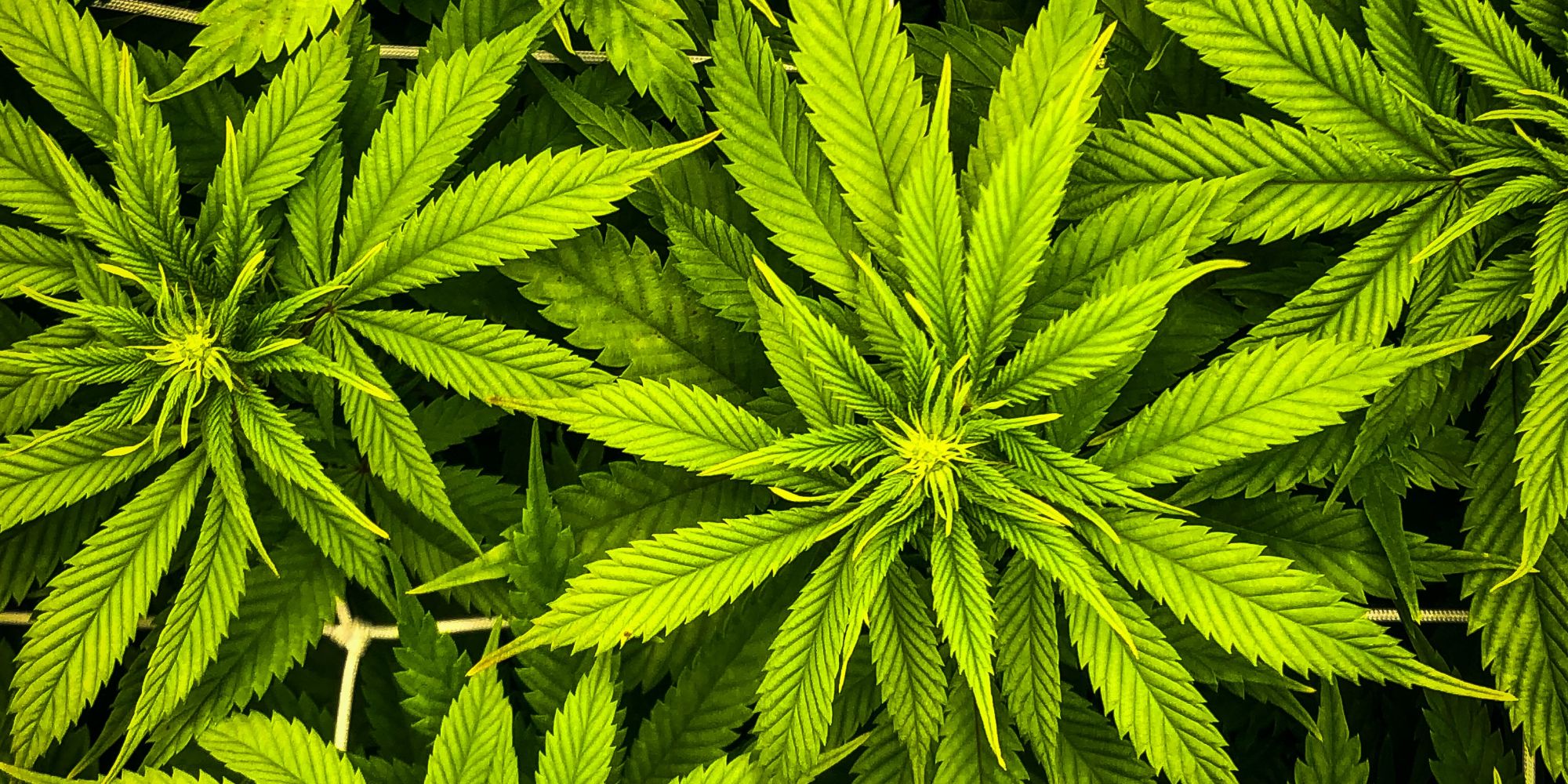 Marijuana Shortages