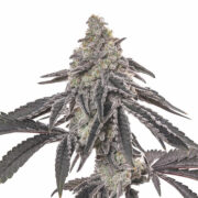 Buy Shishkaberry Feminized Seeds