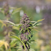 Purple Dragon Feminized Seeds