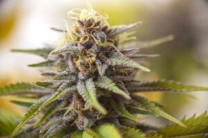 get Buy Marijuana Seeds in Quebec