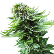 Buy Black Russian Feminized Seeds