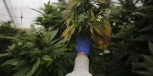 get Buy Marijuana Seeds in Northwest Territories